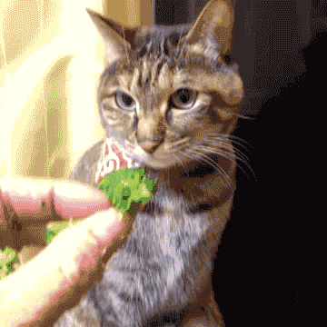 Reepo - Nie rozumiem jak można nie lubić brokułów, kiedy się lubi kalafior. Przecież ...