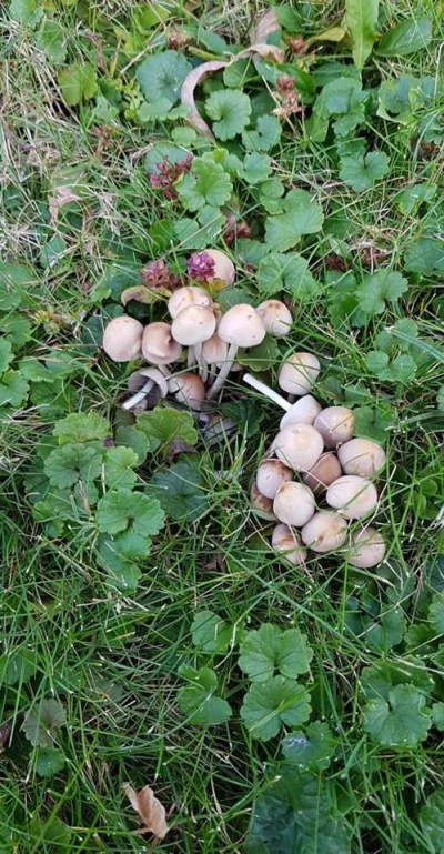 Bluuurgh - Siema wykopowicze, znalazłem dziś takie grzyby. Wie ktoś co to jest? :D

...
