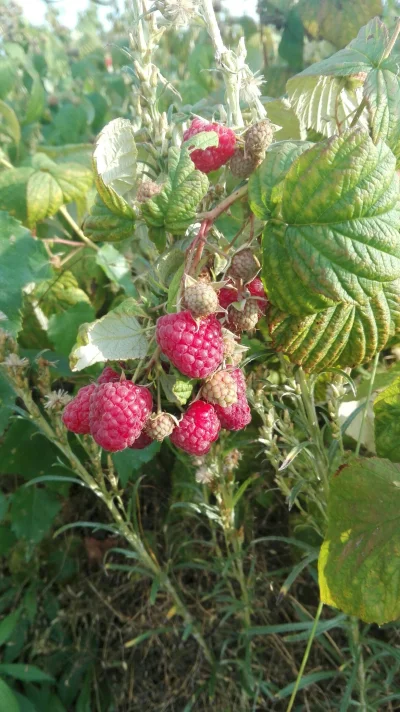 cranberry250 - #maliny #owoce

Oddam w dobre ręce za darmo ( ͡° ͜ʖ ͡°)