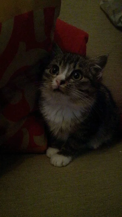 zarowix - Przedwczoraj z moim #rozowypasek adoptowaliśmy kotkę ze schroniska. Toż to ...