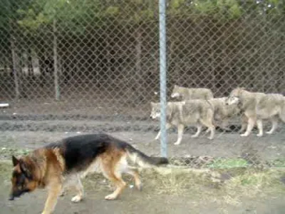 pesymista53 - @milo1000: Jak widać wilki pilnują swojego terytorium i trzymają się ra...
