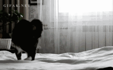 ankalara - Każdego wieczoru kiedy próbuję zasnąć... ¯\(°_o)/¯
#koty #kociaatencja