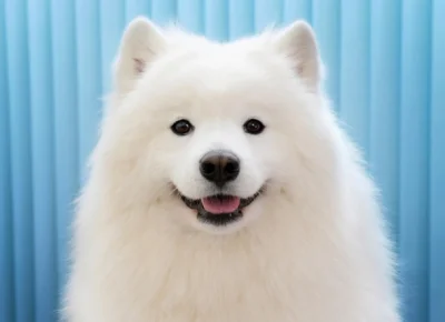 Jogi4 - #armiasamoyedow #samoyed #zwierzaczki