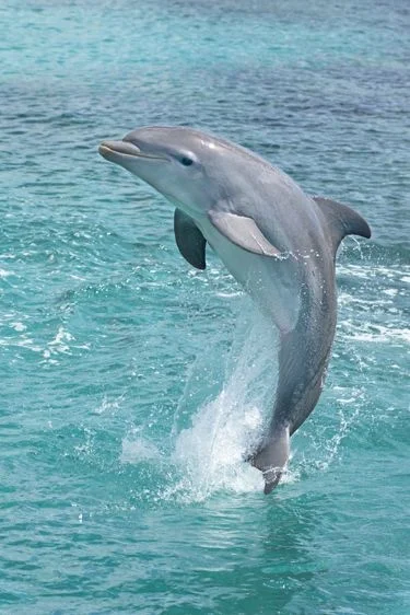 ogorkikiszone - Wiecie jakie praktyki stosuje się aby zdobyć delifina i zrobić z nieg...