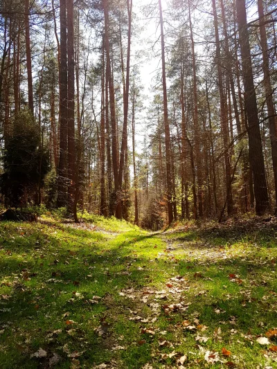 Jormungand - @swinka_morska hejka! Potwierdzam pogoda jest idealna!