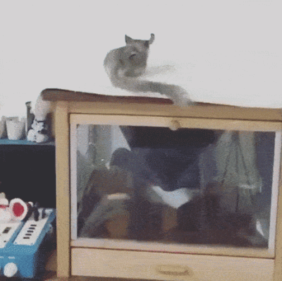 qoompel - #heheszki #zwierzeta #myszoskoczki #smiesznypiesek