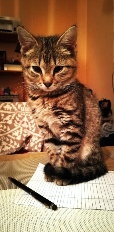 Niuskul - młody guwniak :) 
#pokazkota #kot #koty