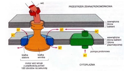 bioslawek - > Procesy wymagające nakładu energetycznego z hydrolizy ATP też raczej ma...