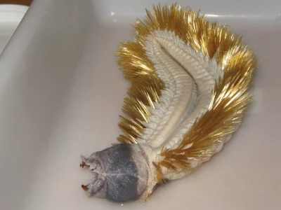 likk - z cyklu dziwaczne morskie kreatury: "Antarctic scale worm" wieloszczet z rodzi...