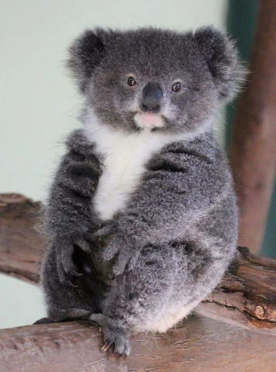 spokoczajnik - Hej moja #koalowabojowka ! 
#koala #wincyjkoalinawykopie #zwierzaczki