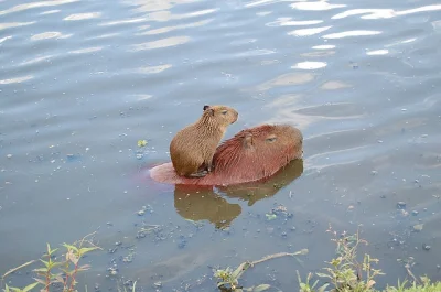 likk - zajebista #kapibara zawsze jest zajebista 



#zwierzaczki #smiesznypiesek