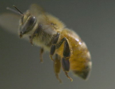 u.....r - #pszczółka
 
#gif #pszczoly