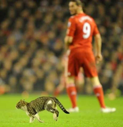 G....._ - #anfieldcat #liverpoolfc #premierleague #kot #truesupporter

Nie znacie dni...