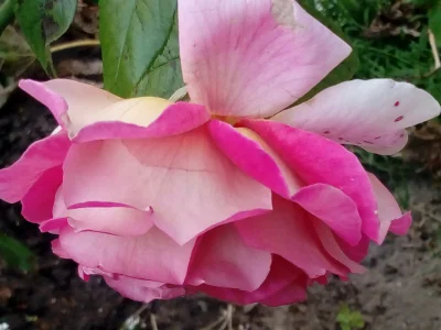 laaalaaa - Róża 92/100 z mojego ogrodu ( ͡° ͜ʖ ͡°)
#mojeroze #chwalesie #ogrodnictwo...