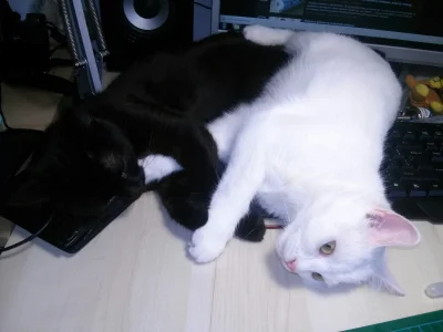 Pieron - Póki mi jeden kot leżał przy klawiaturze to było spoko-układałem go tak aby ...