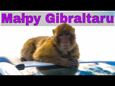 innv - Mój pierwszy film przyrodniczy o Dzikich Małpach w Europie.

➡️Małpy Gibralt...