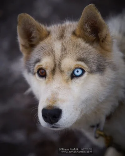 lenivets - #smiesznypiesek #husky #fotografia #oczyboners