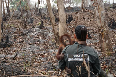 GraveDigger - Orangutany ( i inne zwierzęta) powoli znajdują się na skraju wymarcia p...