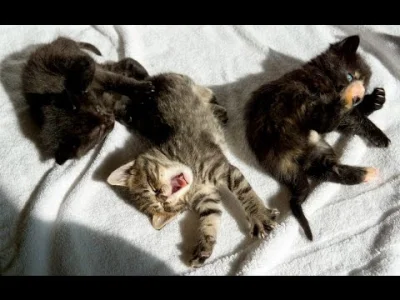 world - #ŚmieszneKotki na dobranoc.
#kotkinazywo #smiesznekotki #kotki #kotki #strea...