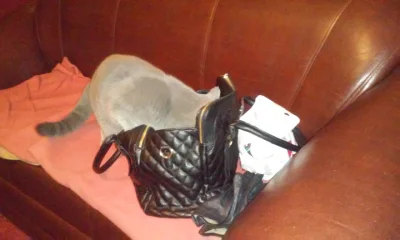 laaalaaa - Gdy kot chciałby jechać z Tobą do pracy... #kot #pokazkota #kotnadzis #kot...