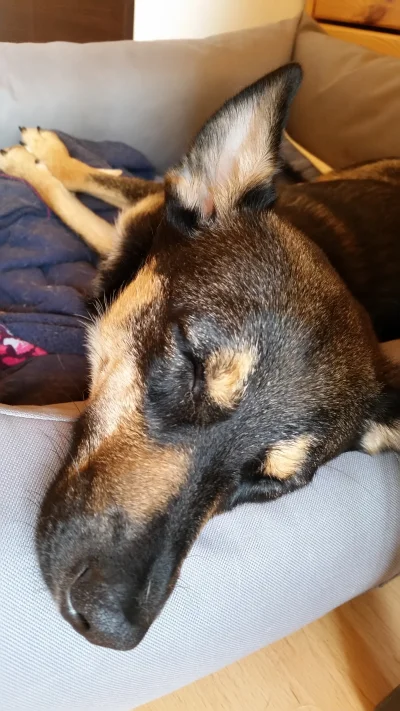 wgasowski - Śpi w oczekiwaniu na furminator #pokazpsa #pies