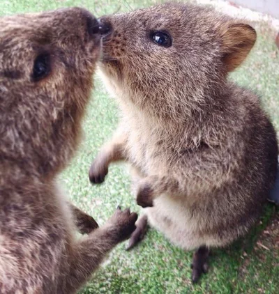 aloszkaniechbedzie - Pociesz ;(

#dziendobry #quokka #quokkanadzis #zwierzaczki #smie...