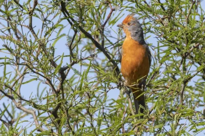 angelosodano - Ziołosiek czerwonawy (Phytotoma rutila)_
#vaticanouccello #ptaki #gru...