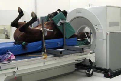 elektroloszka - Spokojnie, to tylko koń podczas badania tomografem komputerowym, scro...