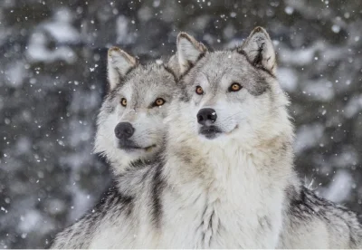 luuzik - Kolejne majestatyczne wilki