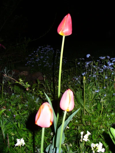 W.....a - #fotografia #kwiat #tulipan #noc