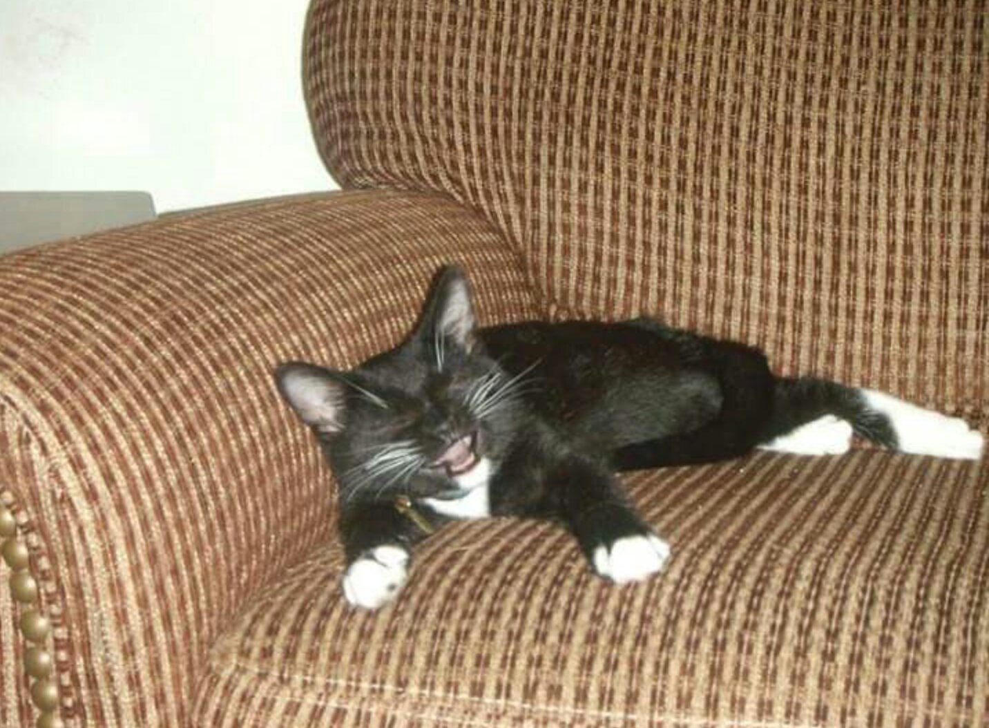 котенок упал с дивана и начал чихать