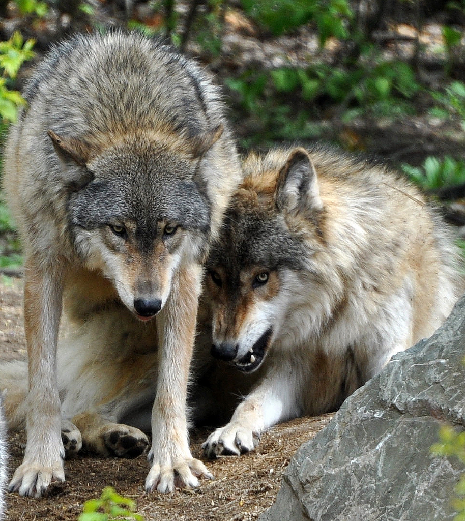 Найти волка и лису. Волк и лисица. Волк и лиса. Лисы и волки. Лис и волк.