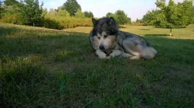 syberianMalamut - Patysia tekegoo znalazłem (⌒(oo)⌒).

Fajny mamy wąwóz w #lublin c...