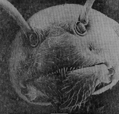 cerastes - Zbliżenie na głowę mrówki pod mikroskopem elektronowym 

#ciekwostki #zw...