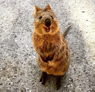 aloszkaniechbedzie - Dzień dobry, poproszę uśmiech ( ͡° ͜ʖ ͡°) 

#quokkanadzis #quokk...