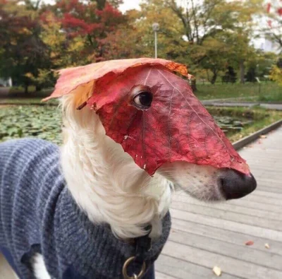 polarisjaktawoda - Pies z liściem na głowie
