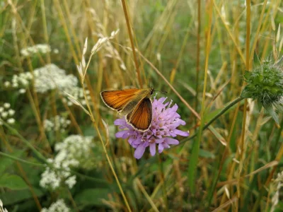 l.....I - Nawet nie wiem czy to jest motyl, ale jak już zapozował.... 
#fotografiamob...