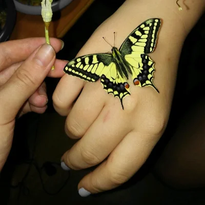 herbatniczka - @Pirooz: tutaj mój motylek. kilka kokonów miałam, niestety motylki zdy...
