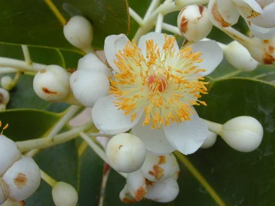 LetMeCaptureIt - @EmeralDzik: Gumiak (Calophyllum L.) – rodzaj obejmujący 180-200 gat...