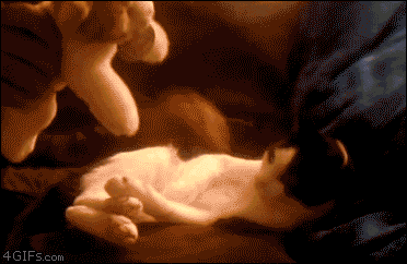 c.....t - #smiesznypiesek #smiesznykotek #zwierzaczki #gif #awwww #tulimy