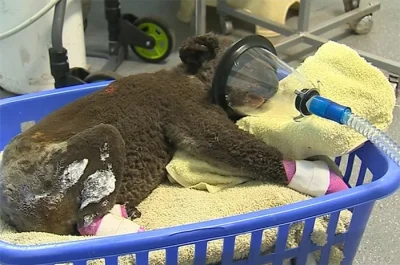 starnak - Misie koala po odnalezieniu, dostały pomoc medyczną.