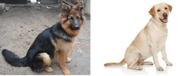 Nirin - Wilczur czy Labrador? Którą rasę psa wolisz? Zaplusuj przy odpowiedzi poniżej...