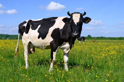 PalNick - Ciekawostka: tylko 60% krowy jest wykorzystywane jako pożywienie. Na pozost...