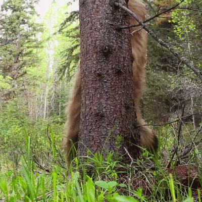 bauagan - #perfectloop #gif #wonsz #zwierzaczki