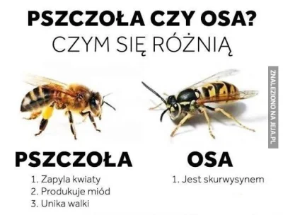 ALFONZO - @pasix94: pszczola by cie nie ugryzla. ugryzc to moze osa. pszczoly sa pozy...