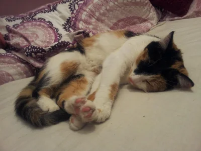 motylkowa - Mały słodki niewinny koteczek śpi... Ta;) #pokakota #pokalole