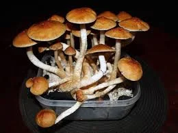 Charakternik_ - Psilocybe cubensis „Golden Teacher“ - dzięki nim raz w życiu doświadc...