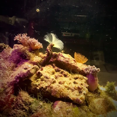 Vilyen - Nano reef ;) #pokazakwarium #nanoreef #solniczka #morskieakwarium