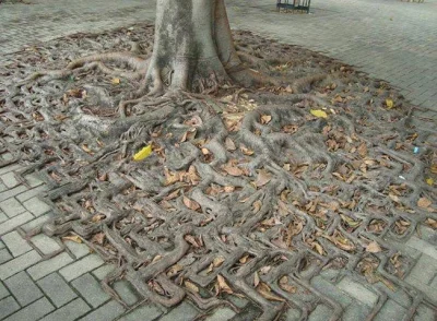 zreflektowany - #korzenie #drzewo #chodnik