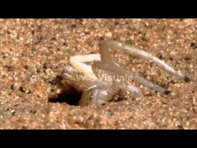 DuchBieluch - Film z turlającym się pająkiem